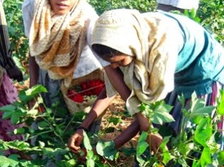 強い日差しの中、インドのコットン畑で作業する子どもたち（提供：ACE）